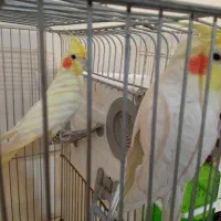 جفت عروس هلندی لوتینو