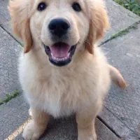 توله نژاد گلدن، اصالت اسکاتلندی باهوش