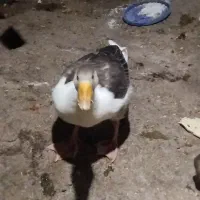 معاوضه غازبابقلمون یامرغ
