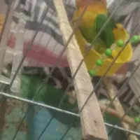 کوتوله معاوضه با جفت عروس هلندی نر و ماده