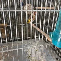 سلام یک جفت سهره رام به شرط|پرنده|قدس, شهرقدس|دیوار