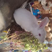 خرگوش|موش و خرگوش|بیرجند, |دیوار