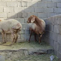 میش چینی قندوزی ابستن سنگین مایه کرده دوقولوزا|حیوانات مزرعه|کرمان, |دیوار