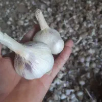 سیر درجه یک بدون سم