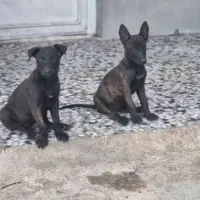 سگ مالینویز وداچ توله ۳ ماه واگذاری|سگ|تهران, امین حضور|دیوار