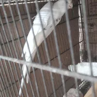 عروس هلندی البینو دوکت مولد|پرنده|بندرعباس, |دیوار