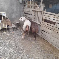 سلام دوعددگوسفند خورد وخوراک خوب|حیوانات مزرعه|فاضل آباد, |دیوار