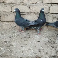 مسافتی|پرنده|هیرمند, |دیوار