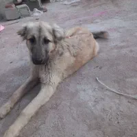 توله سرابی نر|سگ|مراغه, |دیوار