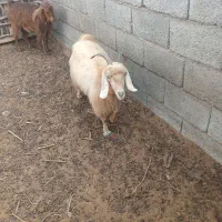 گوسفند فروشی شهرستان فاریاب|حیوانات مزرعه|کهنوج, |دیوار