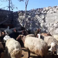 دام|حیوانات مزرعه|رومشکان, |دیوار