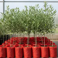 جشنواره فروش نهال زیتون کنسروالیا+وکیوم+اشانتیون