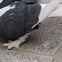 ماده پشت سیاه بلژیکی