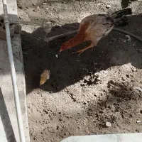 ماکیان با یه جوجه