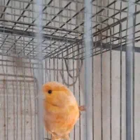 قناری ماده|پرنده|محمدیه-قزوین, |دیوار