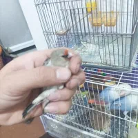 سره ماده و کوتوله سخنگو نر|پرنده|مشهد, کوی دروی|دیوار