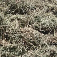 یونجه خالص چین سوم|عمدهفروشی|صفائیه, |دیوار