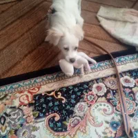 سگ اشپیتزماده‌