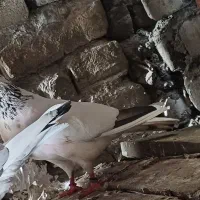 کبوتر پرشی|پرنده|بندر ترکمن, |دیوار