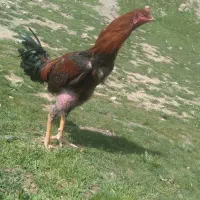 لاری