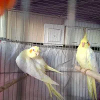 بازرگانی امیر پرنده زینتی|پرنده|نقده, |دیوار