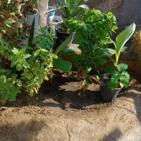 ارَس کاری درخت و تمیزکاری درخت