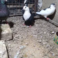 کبوتر سالم روستای نور محمد صفرزایی