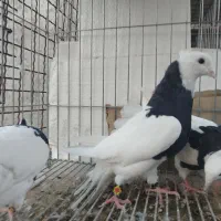 سه عدد طوقی