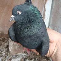 کفتر ذاق ذغالی