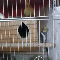 جفت عروس هلندی ویک عروس هلندهشت ماهه دستی سخنگو|پرنده|بندر کنگان, |دیوار