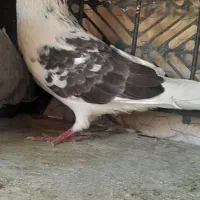 کبوتر نر یکت رفته ازم