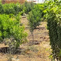 فروش-باغچه-خوشگل-زیر-قیمت-فوری