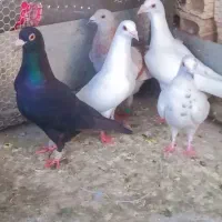 5 تا گرفتنی