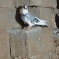 تعدادی کبوتر به فروش میرسد