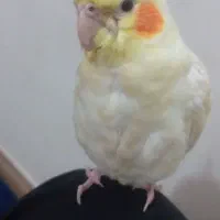 پرنده|پرنده|دماوند, گیلاوند|دیوار