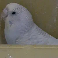 مرغ عشق|پرنده|محمدشهر, محمدشهر|دیوار