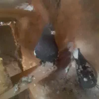 ۴عدد کبوتر نرو ماده