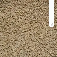 گندم پیشگام درجه یک