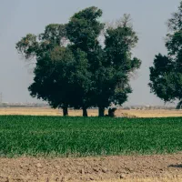 زمین احمد آباد مصدق مناسب باغچه