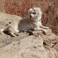 سگ پشمالو لاس|سگ|لاران, |دیوار