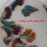 ماهی و اکواریوم
