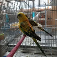 طوطی آوازه خوان|پرنده|جهرم, |دیوار