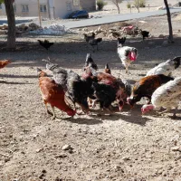 جوجه مرغ و خروس|حیوانات مزرعه|کرمانشاه, |دیوار