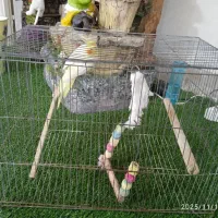 عروس هلندی|پرنده|رامهرمز, |دیوار