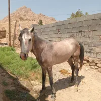 اسب نژاد دار