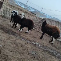 بره قوچی افشاری