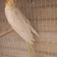 عروس هلندی مولد باتخم|پرنده|مشهد, بلال|دیوار