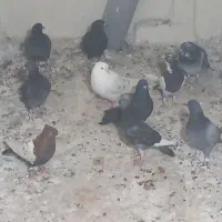 ۱۰عدد کفتر بوم، جوجه بوم پرشی|پرنده|مشهد, چهارچشمه|دیوار