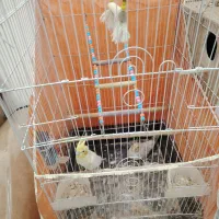 فروشی ب تمام فقس وسیلاش 6 تومن