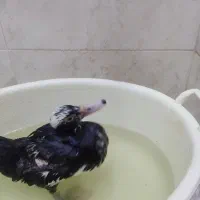 یک عددجوجه اردک مسکویی|حیوانات مزرعه|کرج, کوی امامیه|دیوار